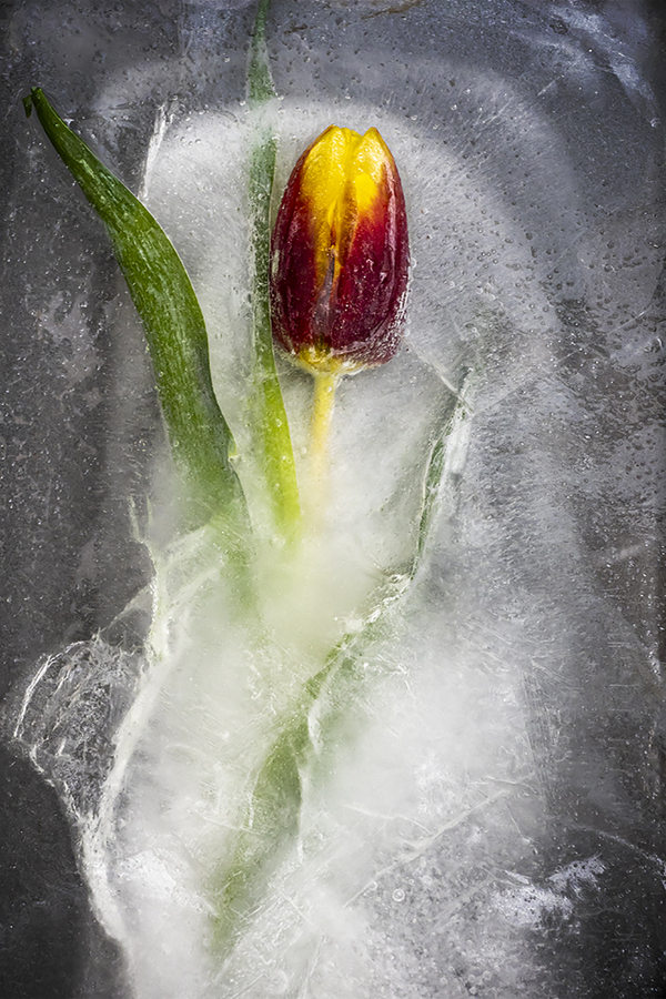 Tulip on ice